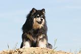 CHIEN FINNOIS DE LAPONIE 528